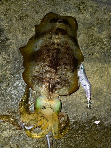 アオリイカの釣果