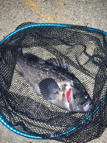 クロソイの釣果