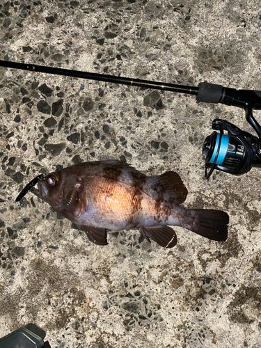 シロメバルの釣果