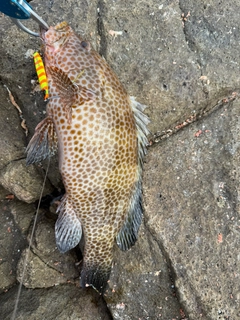 オオモンハタの釣果