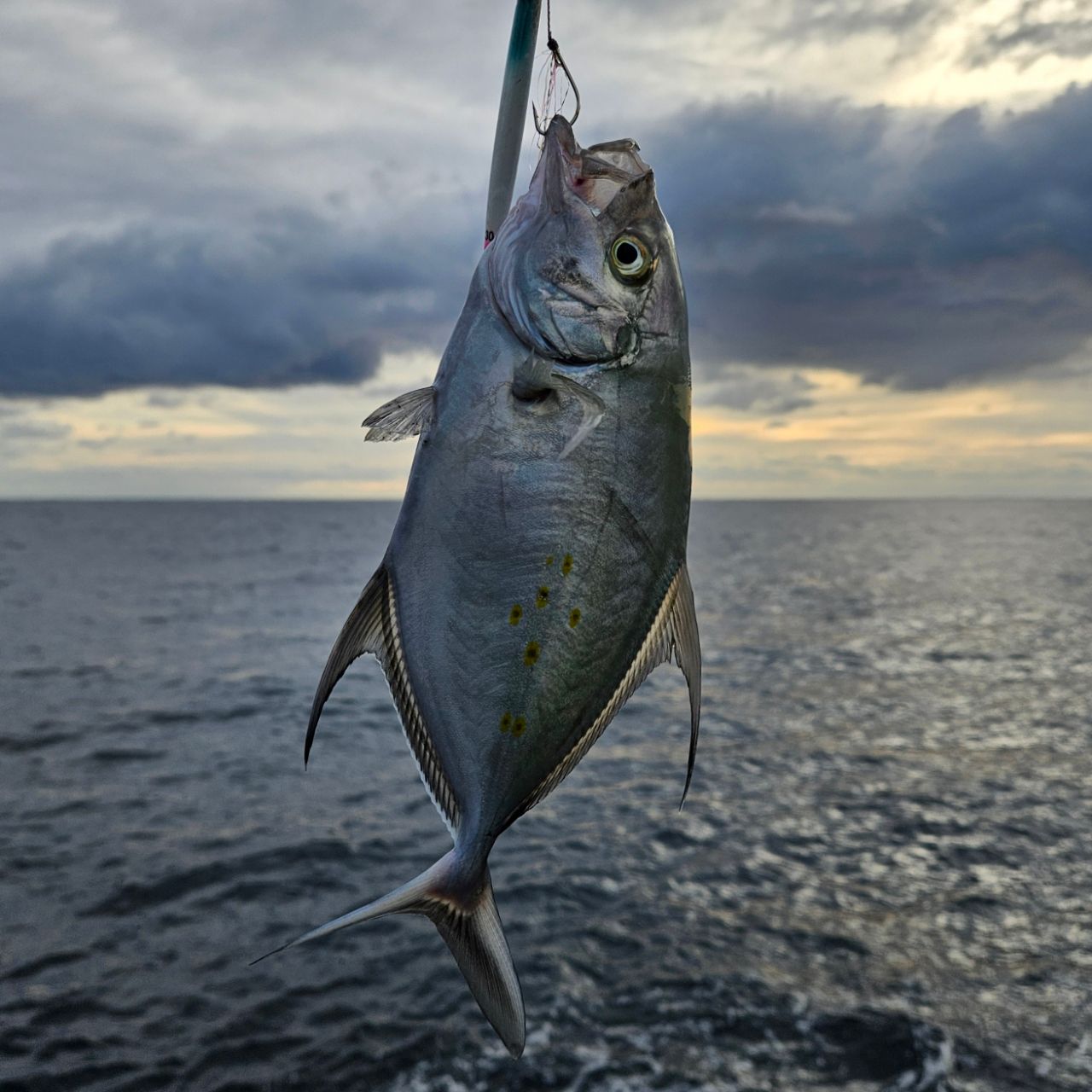 ナンヨウカイワリ