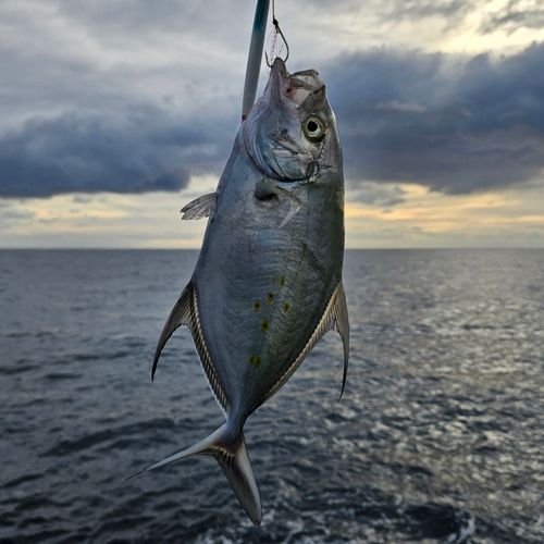 ナンヨウカイワリの釣果