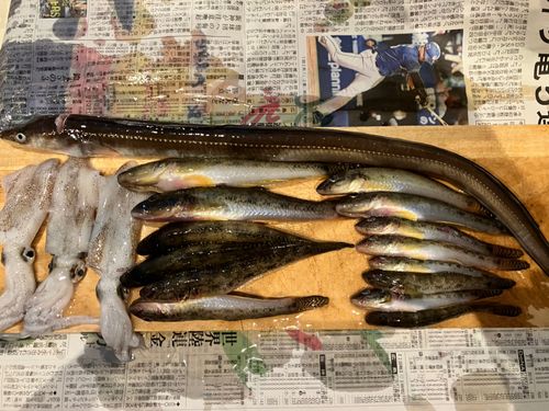 ヒイカの釣果