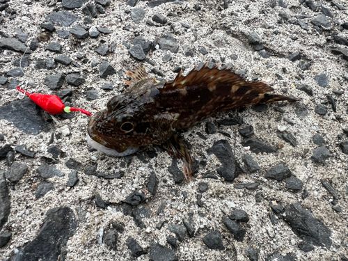 アラカブの釣果