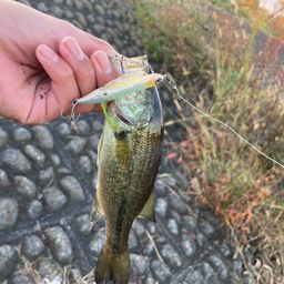 ラージマウスバス