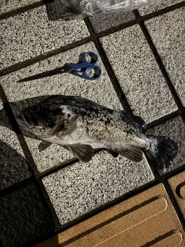 クロソイの釣果