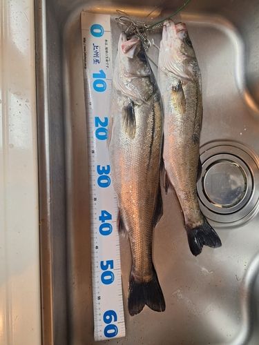 シーバスの釣果