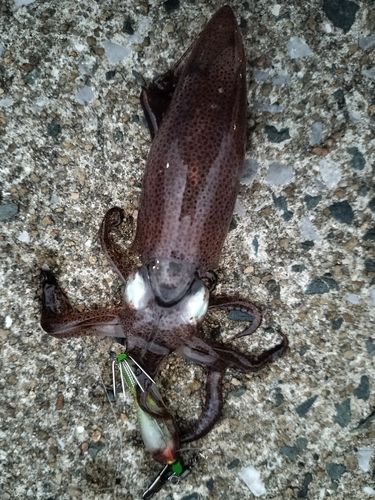ヒイカの釣果