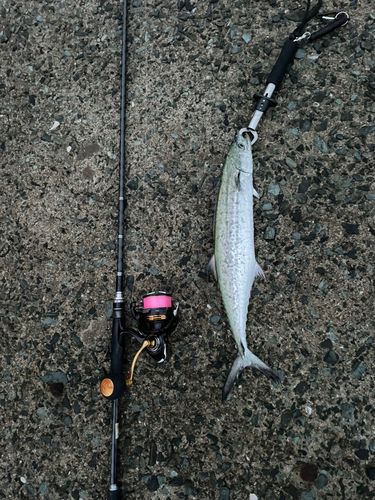 サゴシの釣果