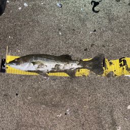 フッコ（マルスズキ）