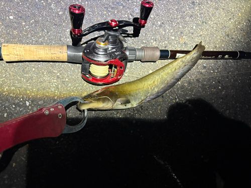 マナマズの釣果