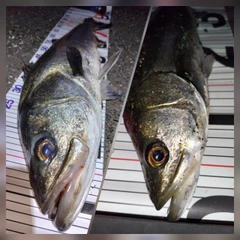 シーバスの釣果