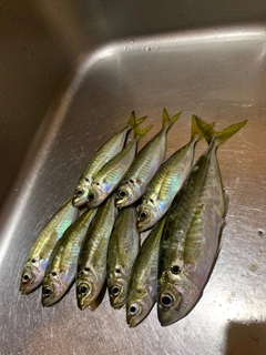 アジの釣果