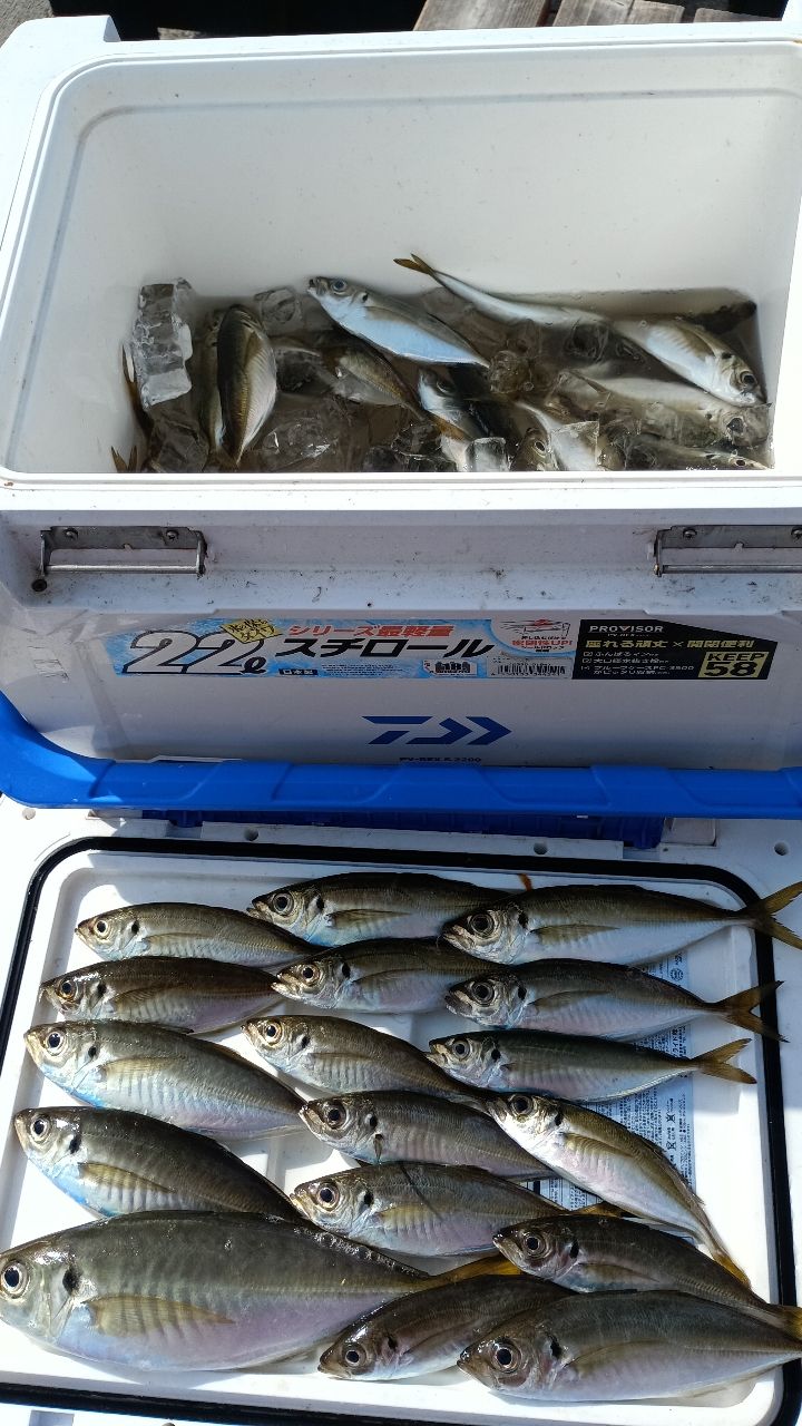 さっちゃん@柴犬さんの釣果 1枚目の画像