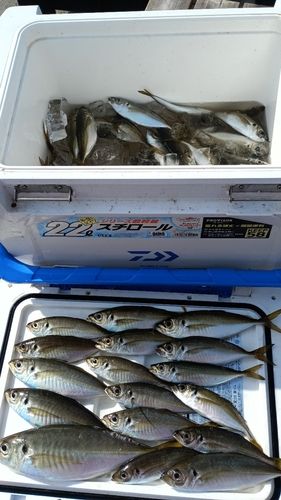 アジの釣果