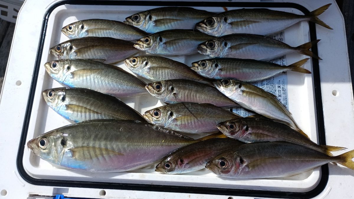 さっちゃん@柴犬さんの釣果 2枚目の画像