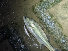 セイゴ（マルスズキ）の釣果