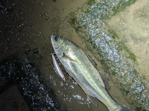 セイゴ（マルスズキ）の釣果