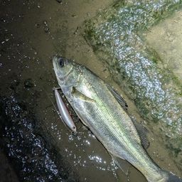 セイゴ（マルスズキ）