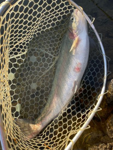 スチールヘッドの釣果