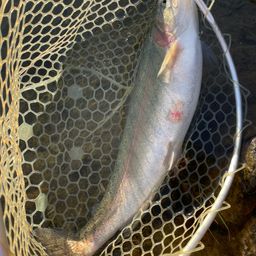 スチールヘッド