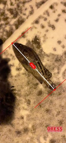 シマゾイの釣果