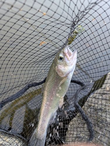 ニジマスの釣果