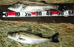 シーバスの釣果