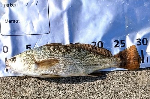 イシモチの釣果