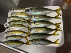 マアジの釣果