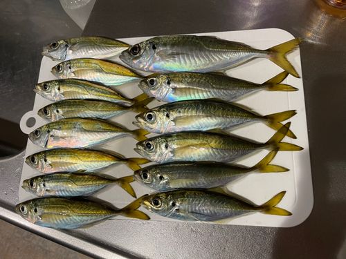 マアジの釣果