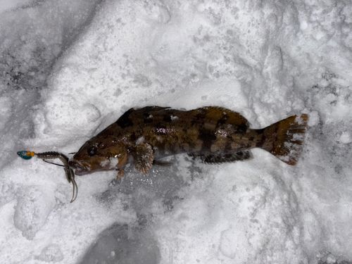 アイナメの釣果