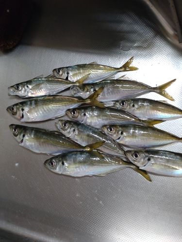 アジの釣果