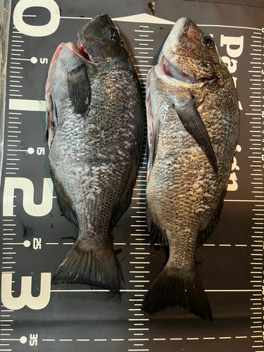 クロダイの釣果