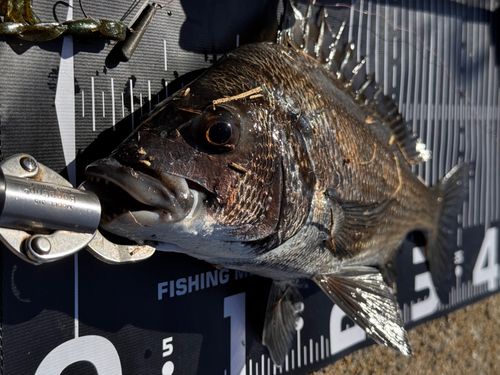 チヌの釣果