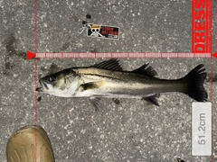 シーバスの釣果