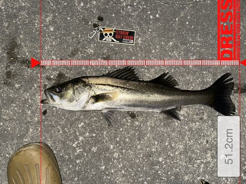 シーバスの釣果