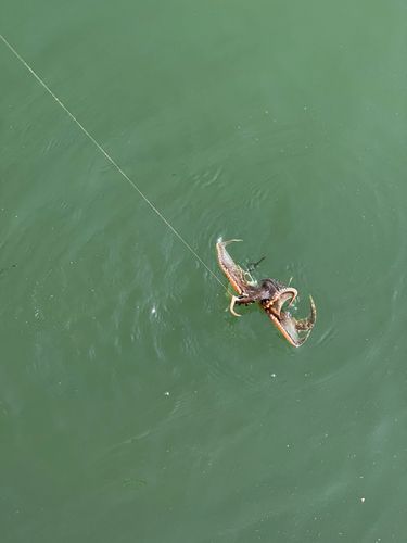 イイダコの釣果