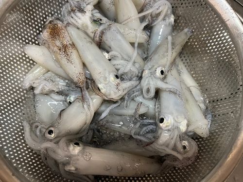 ヒイカの釣果