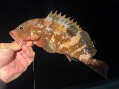 キジハタの釣果