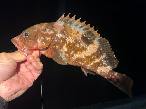 キジハタの釣果