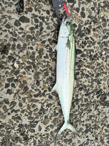 サゴシの釣果
