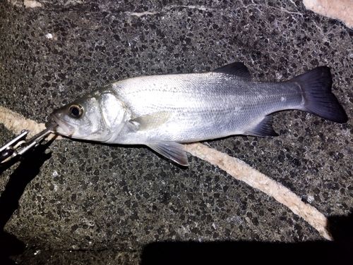 ヒラスズキの釣果