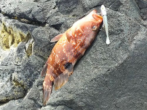 キジハタの釣果