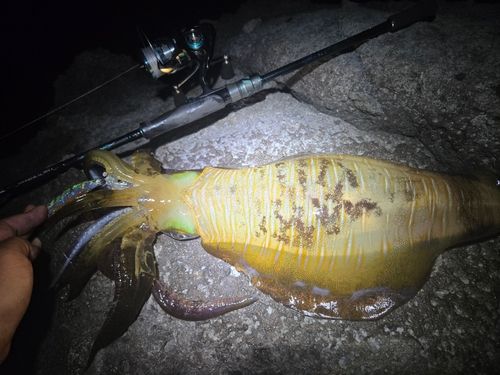 アオリイカの釣果