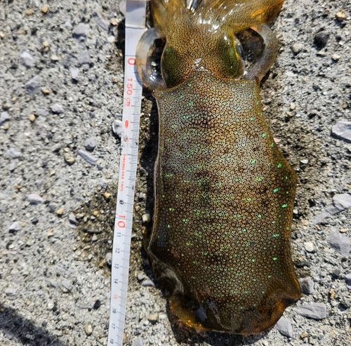 アオリイカの釣果