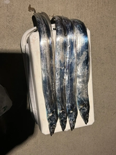 タチウオの釣果