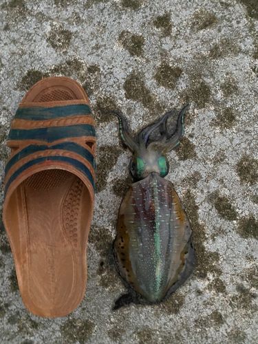 アオリイカの釣果