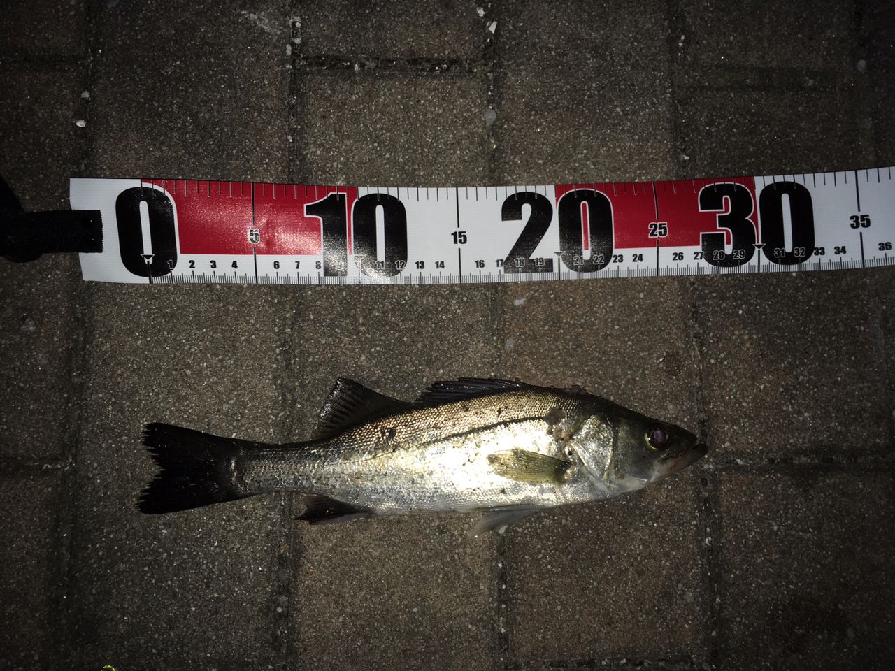 セイゴ（マルスズキ）