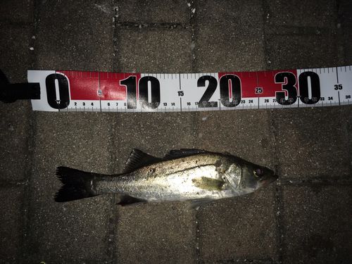 セイゴ（マルスズキ）の釣果